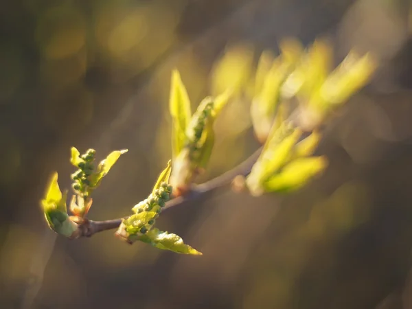 Blätter der Wildkirsche im Frühling — Stockfoto