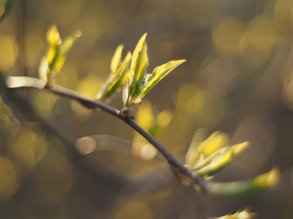 Blad av vilda körsbär under våren — Stockfoto