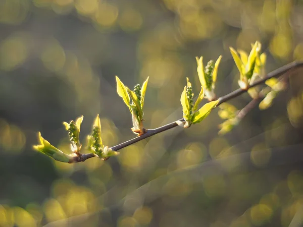 Hojas de cereza silvestre en primavera — Foto de Stock