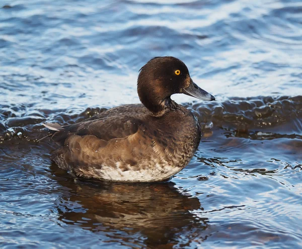 Tufted duck, Aythya fuligula — Stock Photo, Image