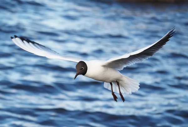 Seagull in flight — Stock Photo, Image