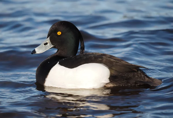 Tufted duck, Aythya fuligula — Stock Photo, Image