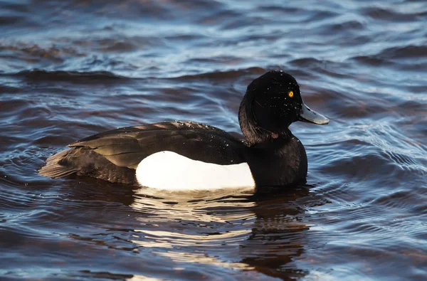 Pato copetudo, Aythya fuligula — Foto de Stock