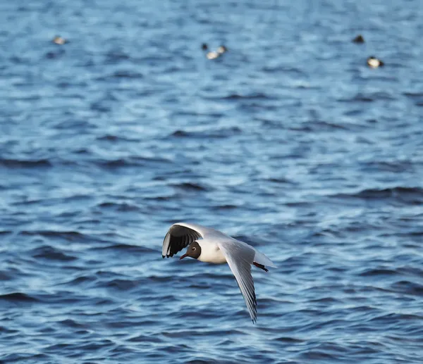 Gaviota en vuelo — Foto de Stock