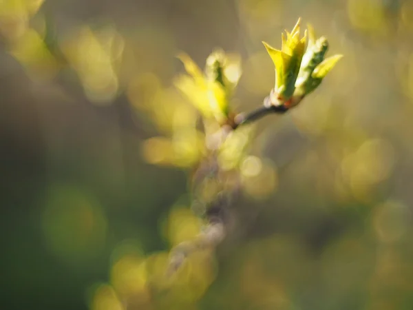 Blad av vilda körsbär under våren — Stockfoto