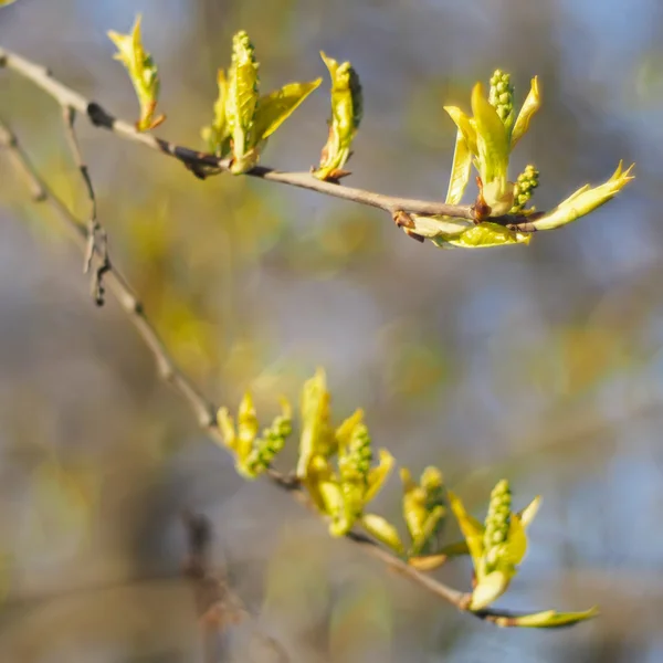 Blad av vilda körsbär under våren — Stockfoto