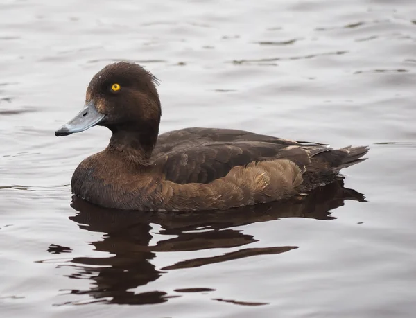 Tufted duck, Aythya fuligula — Stock Photo, Image