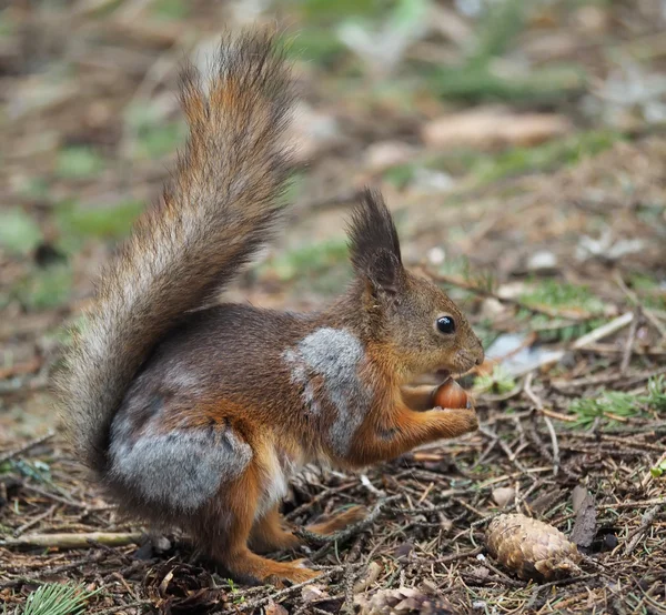 Ardilla en el bosque — Foto de Stock