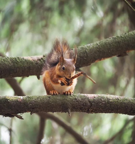 Squirrel in the forest — Stock Photo, Image