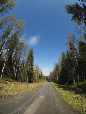 Bahar ormanlarında yol