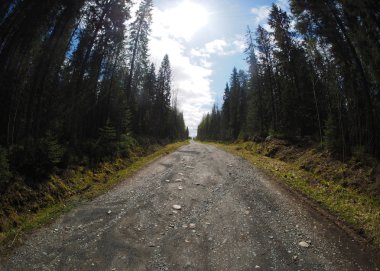 Bahar ormanlarında yol