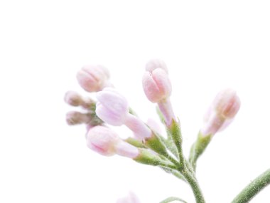 Beyaz arkaplanda leylak