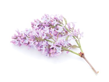 Beyaz arkaplanda leylak