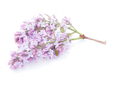 Beyaz arkaplanda leylak