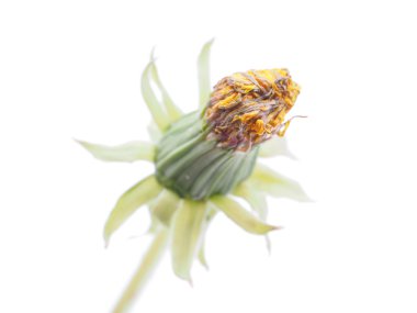 Beyaz bir arka plan üzerinde izole bud karahindiba 