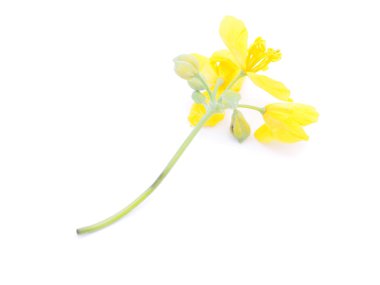 kırlangıçotu beyaz bir arka plan üzerinde