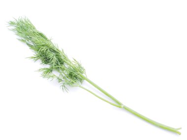 beyaz arkaplanda dereotu