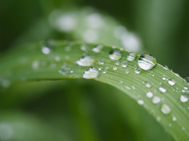 Damlalar yapraklarda