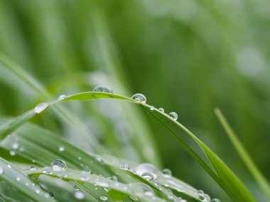 Damlalar yapraklarda