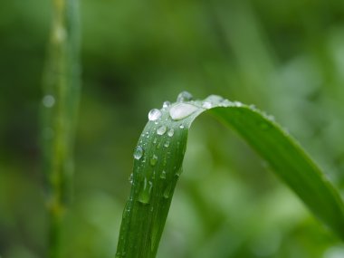 Damlalar yapraklarda