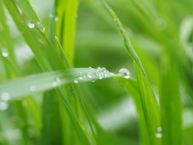 Damlalar yapraklarda