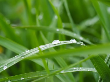 Damlalar yapraklarda