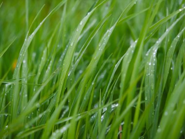 Damlalar yapraklarda