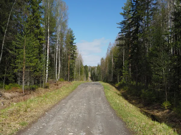 Camino en bosque de primavera — Foto de Stock