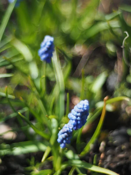 Mysią hiacynt kwiaty — Zdjęcie stockowe