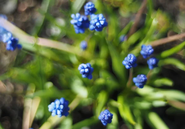 Murina hyacint blommor — Stockfoto