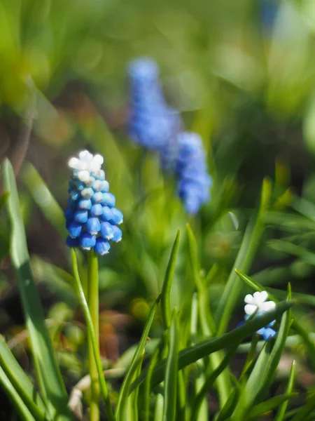 Murina hyacint blommor — Stockfoto