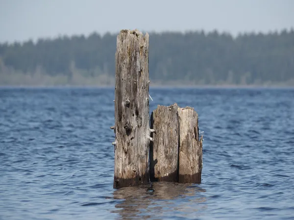 Vieux pieux dans le lac — Photo