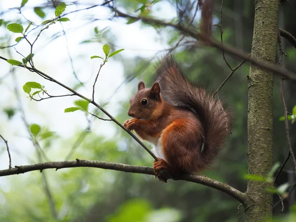 Squirrel in the forest — Stock Photo, Image