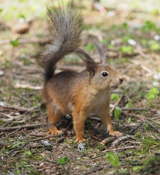 Eekhoorn in het bos — Stockfoto