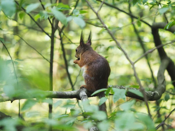 Eekhoorn in het bos — Stockfoto