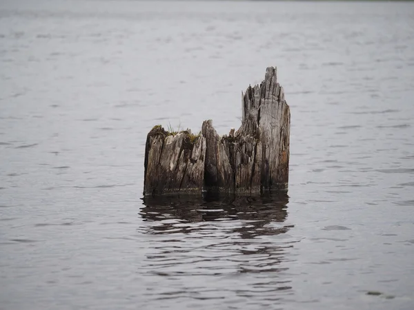 Régi cölöpök a tóban — Stock Fotó