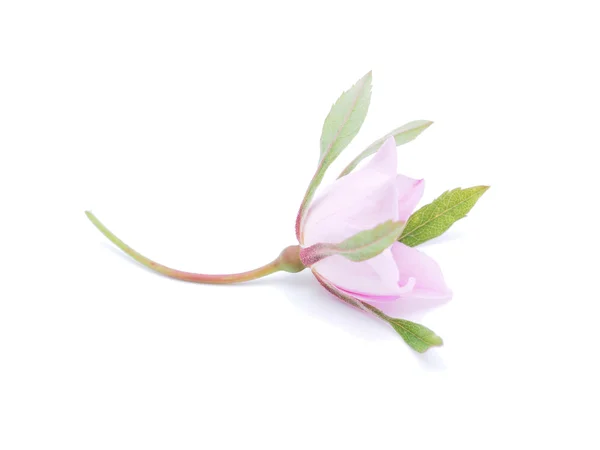 beyaz zemin üzerine kuşburnu