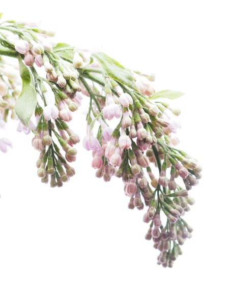 Lilac on white background — Stock Photo, Image