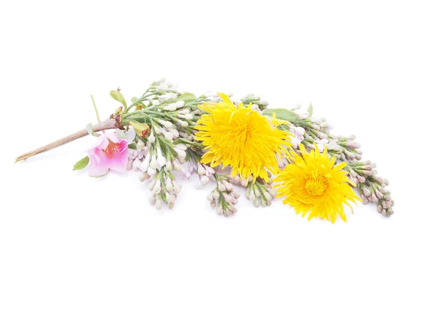 Wild flowers on a white background — Stock Photo, Image
