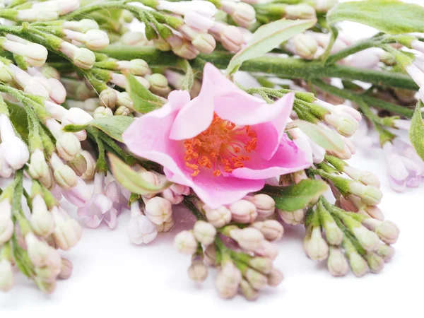 Wild flowers on a white background — Stock Photo, Image