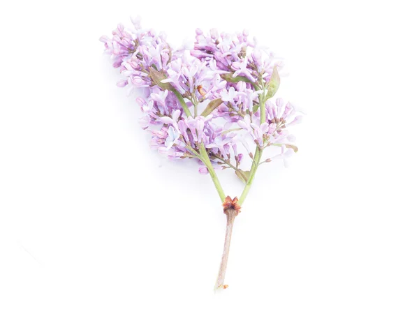 Lilas sur fond blanc — Photo