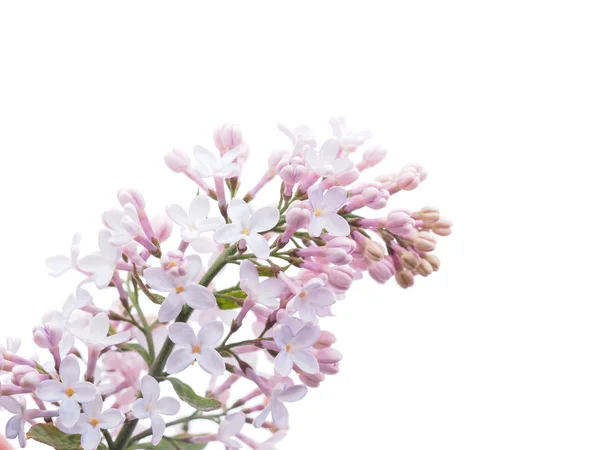Lilás sobre fundo branco — Fotografia de Stock