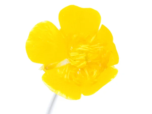 Buttercup sobre un fondo blanco —  Fotos de Stock