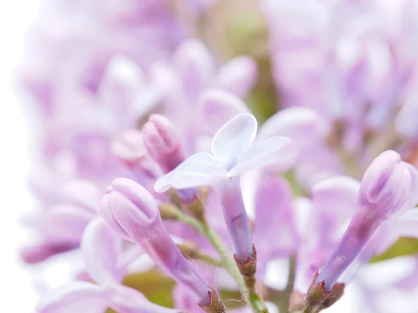 Lilas sur fond blanc — Photo