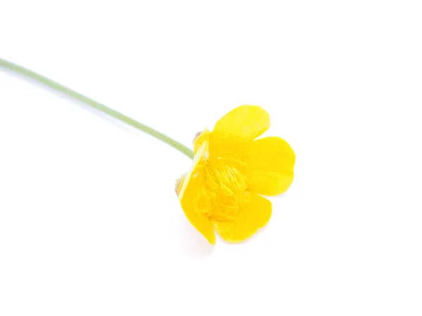 Buttercup on a white background — Stock Photo, Image