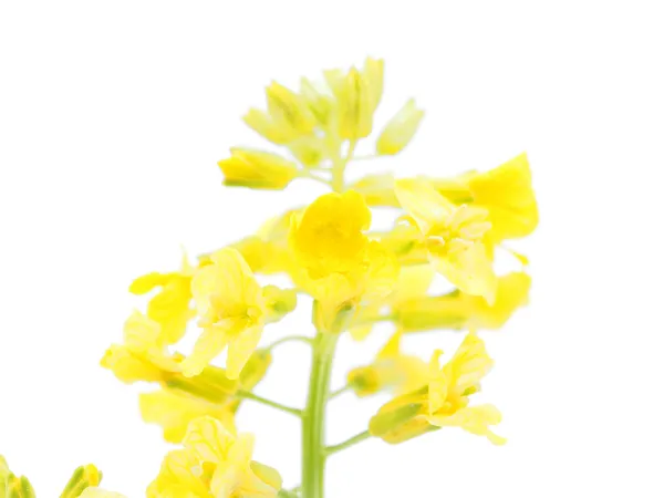 Winter cress op witte achtergrond — Stockfoto