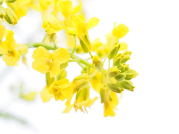 Winter cress op witte achtergrond — Stockfoto