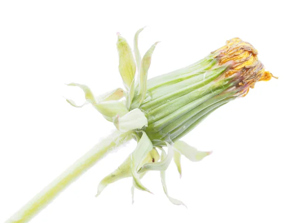 Diente de león Bud aislado sobre un fondo blanco — Foto de Stock