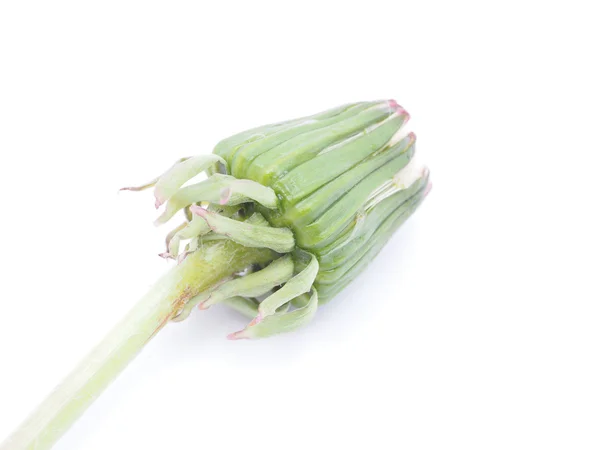 Bud paardebloem geïsoleerd op een witte achtergrond — Stockfoto