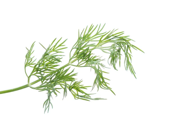 Dill em fundo branco — Fotografia de Stock